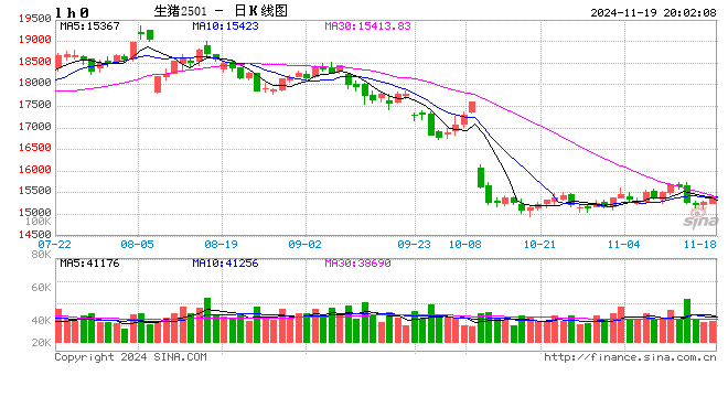 每日猪讯11.19