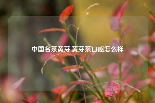 中国名茶黄芽,黄芽茶口感怎么样